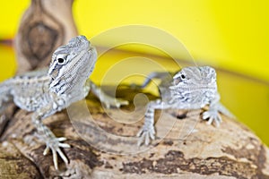 Close up portrait of babies reptile lizards bearded dragons