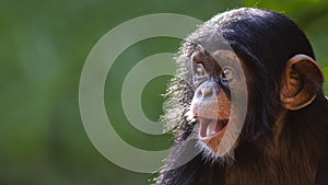 Retrato un nino chimpancé 