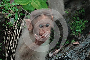 A Rhesus Macaque baby monkey