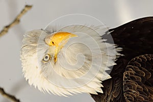 Close-up Portrait Bald Eagle