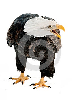 Close up Portrait of a Bald eagle