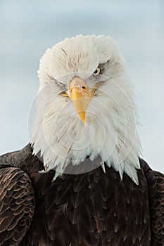 Close up Portrait of a Bald Eagle
