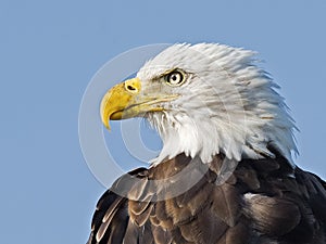 Close Up Portrait of Bald Eagle