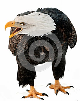 Close up Portrait of a Bald eagle with an open beak .