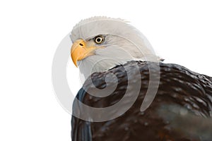 Close up Portrait of a Bald Eagle