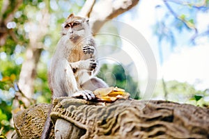 Close up portrait of balinese monkey, asian primate sitting and eating photo