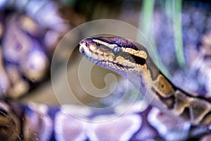 A close-up portrait of a Ball Python, showcasing its intricate scale patterns