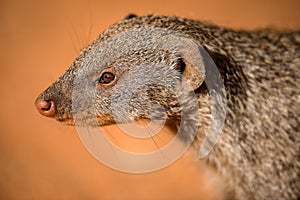 A close up portrait of a banded Mongoose head and face