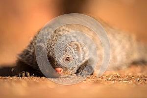 A close up portrait of a banded Mongoose lying on the ground