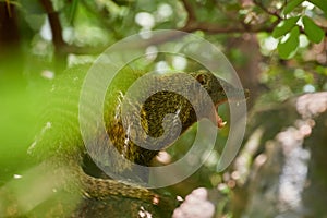 Close up portrait of Banded mongoose, Mungos mungo with opened mouth, showing teeth. Small african carnivore in green forest of