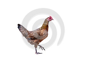 close up portrait of bantam chicken isolated on white background.