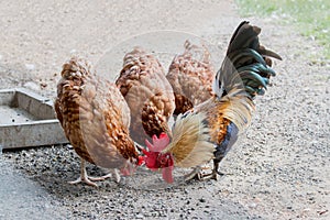 Close up portrait of bantam chickens and hens