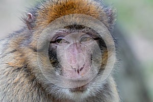 Close-up portrait of Barbary macaque with serious eyes