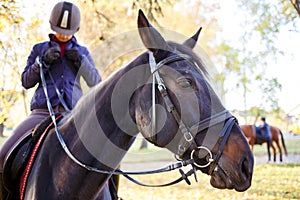 Close up portrait of bay horse with rider girl