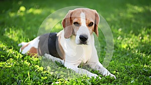Close up. A portrait of a beagle dog lying on a green grass outside in the shade.