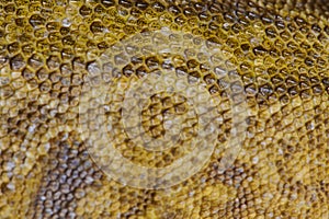 Close-up Portrait of Bearded Dragon (Pogona Vitticeps) with Vibrant Yellow Textured Scales