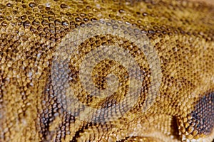 Close-up Portrait of Bearded Dragon (Pogona Vitticeps) with Vibrant Yellow Textured Scales