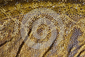 Close-up Portrait of Bearded Dragon (Pogona Vitticeps) with Vibrant Yellow Textured Scales