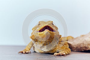 Close-up Portrait of Bearded Dragon (Pogona Vitticeps) with Vibrant Yellow Textured Scales on White Background