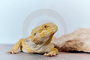 Close-up Portrait of Bearded Dragon (Pogona Vitticeps) with Vibrant Yellow Textured Scales on White Background