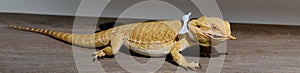 Close-up Portrait of Bearded Dragon (Pogona Vitticeps) with Vibrant Yellow Textured Scales on White Background