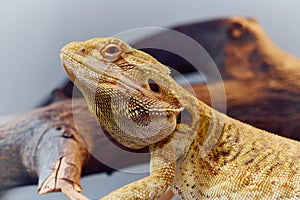 Close-up Portrait of Bearded Dragon (Pogona Vitticeps) with Vibrant Yellow Textured Scales on White Background