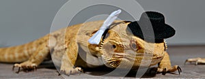 Close-up Portrait of Bearded Dragon & x28;Pogona Vitticeps& x29; with Vibrant Yellow Textured Scales on White Background