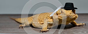 Close-up Portrait of Bearded Dragon & x28;Pogona Vitticeps& x29; with Vibrant Yellow Textured Scales on White Background