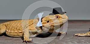 Close-up Portrait of Bearded Dragon (Pogona Vitticeps) with Vibrant Yellow Textured Scales on White Background