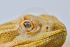 Close-up Portrait of Bearded Dragon (Pogona Vitticeps) with Vibrant Yellow Textured Scales on White Background