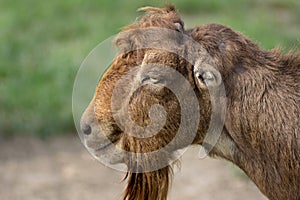 Close up portrait of bearded LaMancha goat