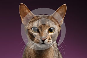 Close up Portrait of beautiful abyssinian Cat on purple background