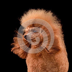 Close-up portrait of beautiful apricot poodle