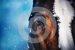 A close-up portrait of a beautiful bay horse with a bridle on its muzzle on a cold snowy winter day. Christmas. Equestrian life in