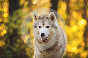 Close-up Portrait of beautiful Beige and white dog breed Siberian Husky sitting in fall on a bright forest background.