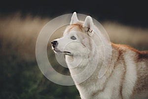 Close-up Portrait of beautiful beige and white siberian husky dog with brown eyes standing in the field at sunset in bright fall