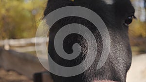 Close-up portrait of a beautiful black horse with white facial markings sniffing the camera. Graceful animal standing in