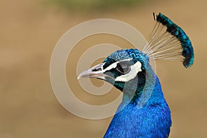 Close up portrait of a Peacock head.