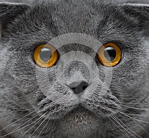 Close-up portrait of beautiful British cat with golden eyes.