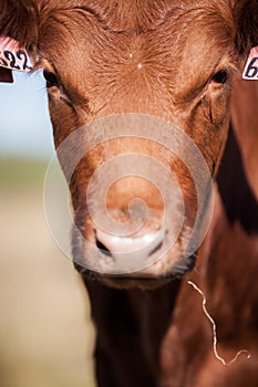 Close-up portrait of a beautiful brown cow