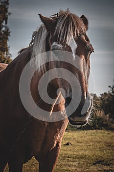 Close up portrait of beautiful brown horse grazing on field in summer day