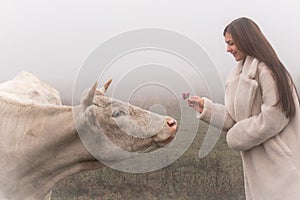 Close up portrait of the beautiful brunette girl in white coat that gives a flower to the white cow, meadow in fog on