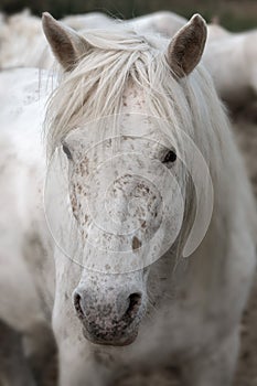 Close up portrait of a beautiful Camargue horse