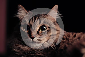 Close-up portrait of a beautiful cat laying indoors