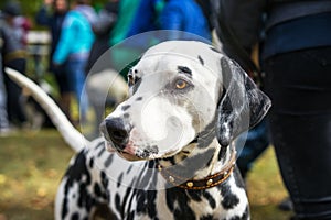 Close up portrait of a beautiful Dalmatian dog