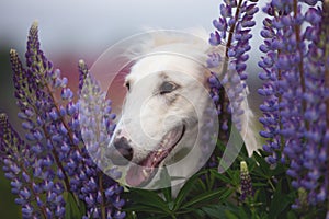 Close-up Portrait of beautiful dog breed russian borzoi standing in the grass and violet lupines field in summer