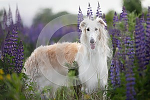 Portrait of beautiful dog breed russian borzoi standing in the green grass and violet lupines field in summer