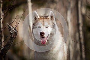 Close-up Portrait of beautiful dog breed Siberian Husky sitting in the late autumn forest on birch trees background