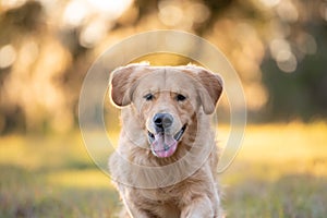 Close-up Portrait of beautiful dog golden retriever running