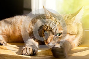 Close-up portrait of a beautiful domestic cat